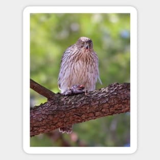 Mealtime - Coopers hawk Sticker